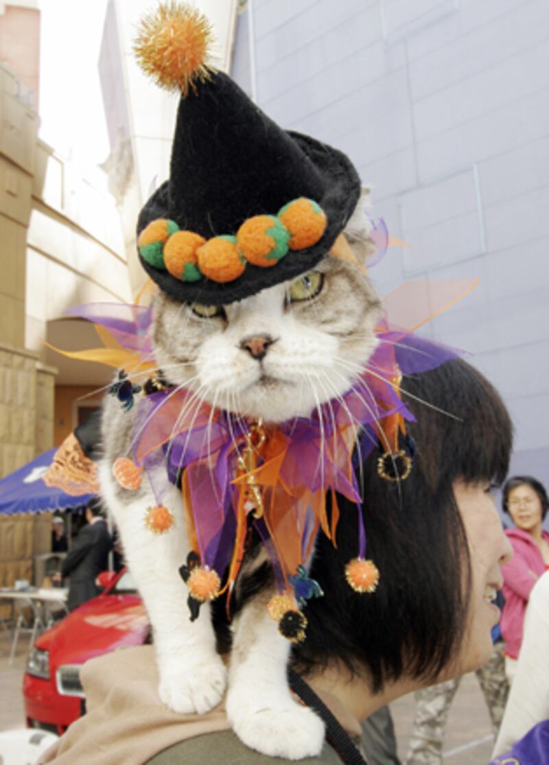 galleries/2010/10/28/cats-in-costume/cats-in-costume-11_kcivs1