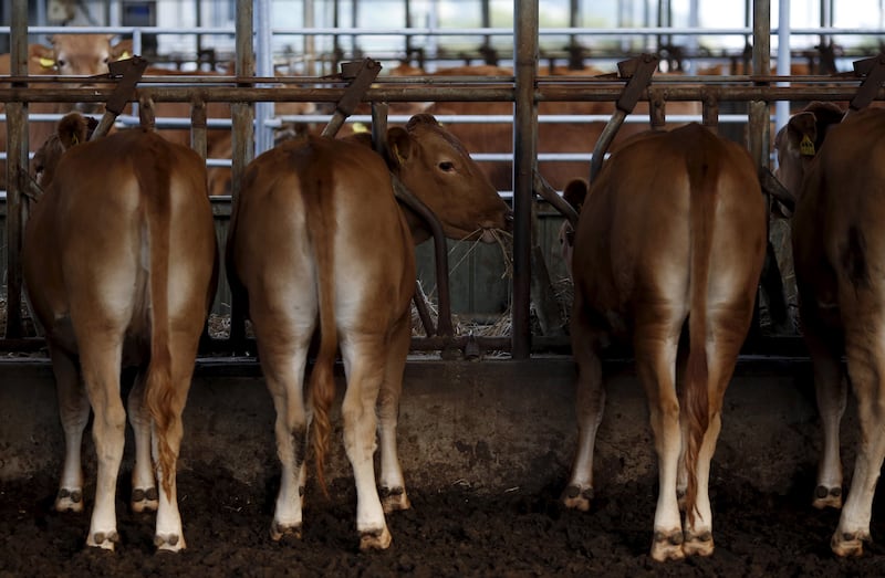 Beef cattle  are big business, and get a hand out from the federal government, particularly with public grazing lands.
