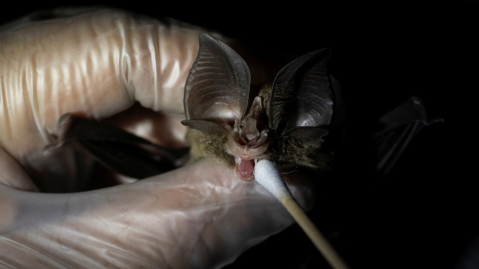 2021-03-22T230053Z_678586978_RC2NGM9GV203_RTRMADP_3_HEALTH-CORONAVIRUS-PHILIPPINES-BATS_sg9ezn