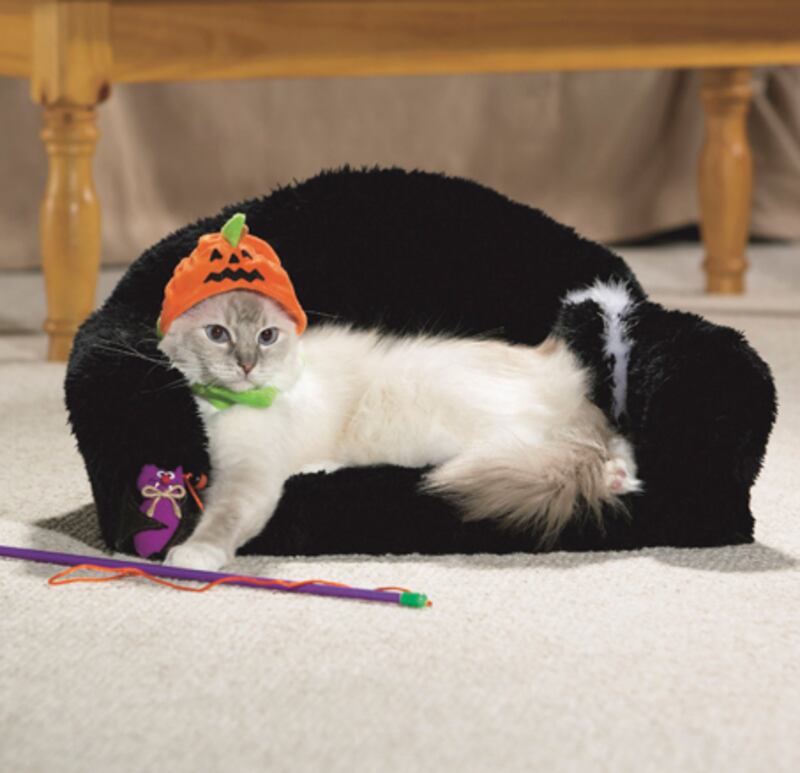 galleries/2010/10/28/cats-in-costume/cats-in-costume-3_puf8va
