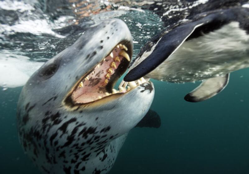 galleries/2010/03/18/life/life---15_lqudiz