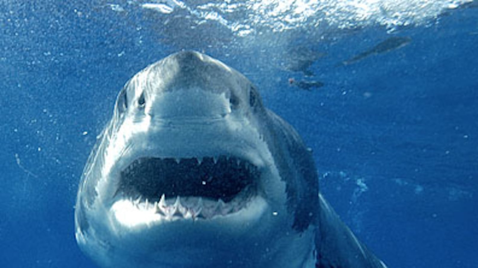 cheats/2009/11/04/great-whites-stay-close-to-coasts/great-white_piic6l