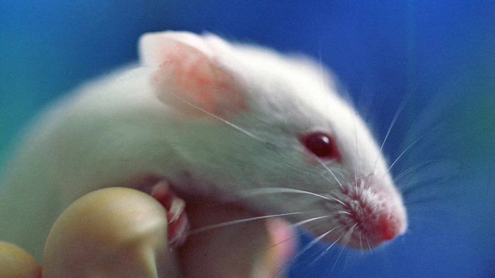 cheats/2013/08/30/gene-manipulation-extends-mice-lives/130830-lab-mouse-cheat_lvypfq