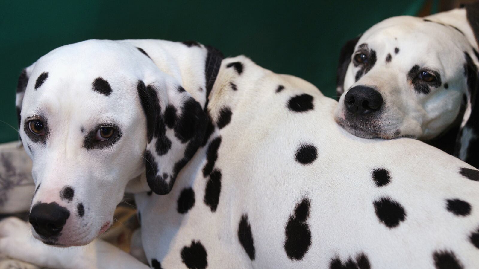 cheats/2013/10/19/man-tries-to-rescue-101-dalmatians/131018-week-weird-dalmations_sklrxq