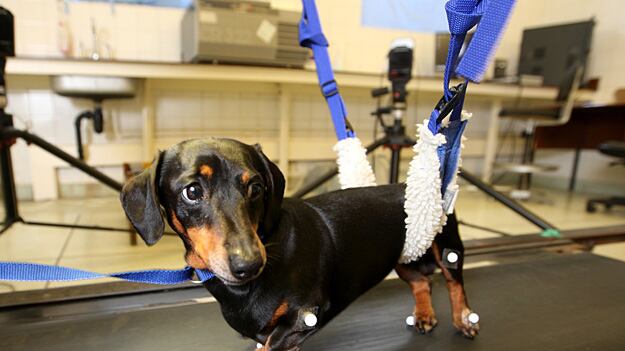 galleries/2009/10/09/beasts-of-the-week/week-in-beasts-7_b3tk1d