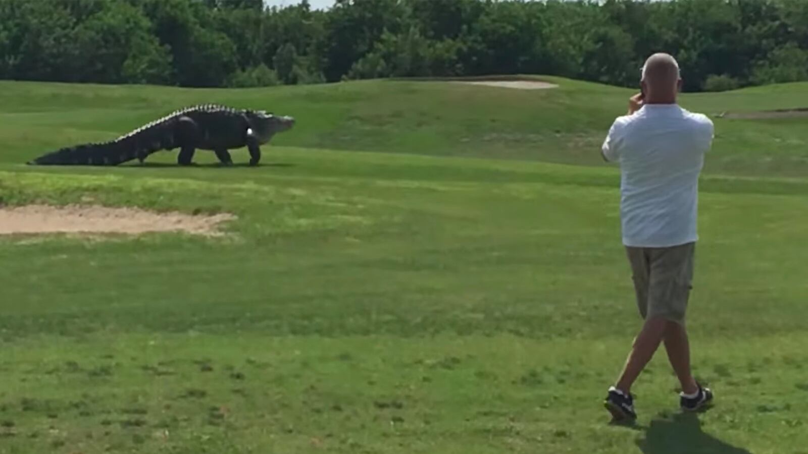 articles/2016/05/31/giant-alligator-found-on-florida-golf-course/160531-Slattery-alligator-tease_xrenjq