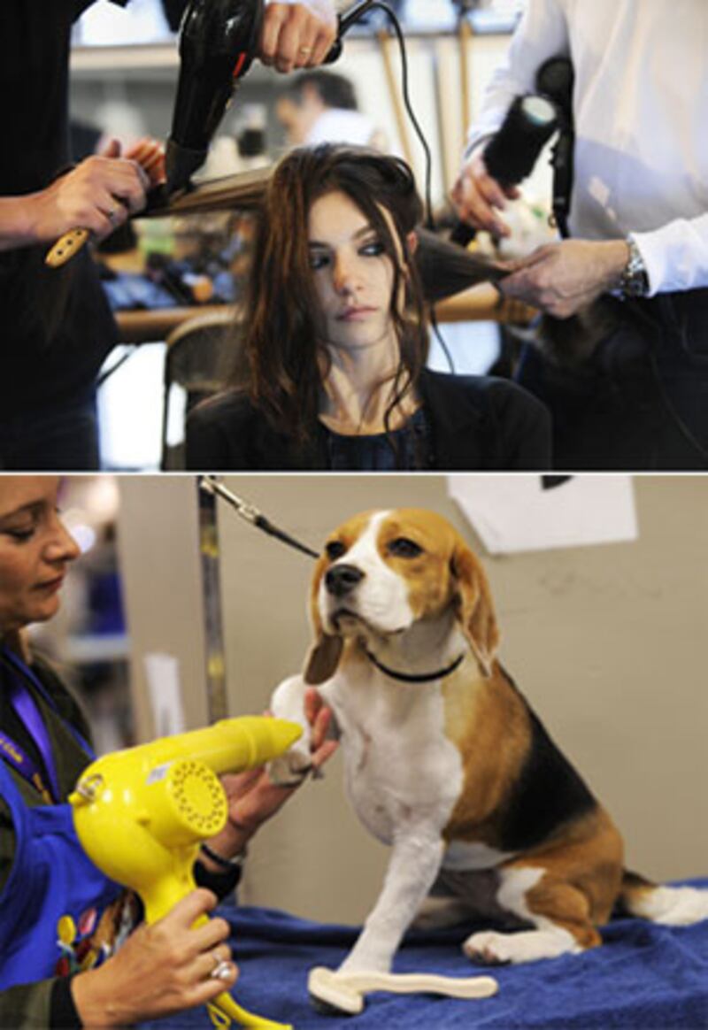 galleries/2010/02/16/westminster-fashion/westminster-fashion---1_qn1crv