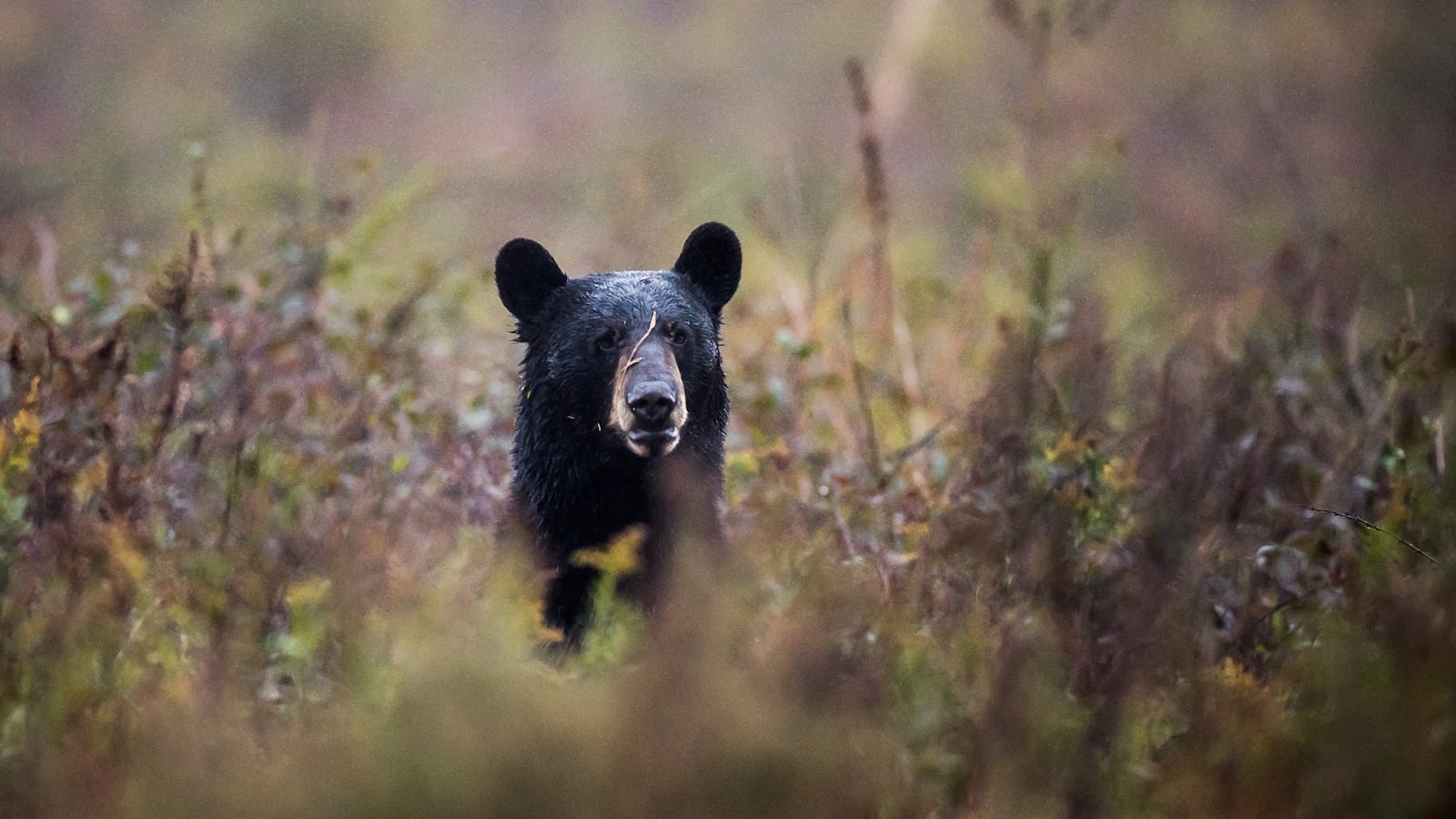 GettyImages-910881928_wojej2