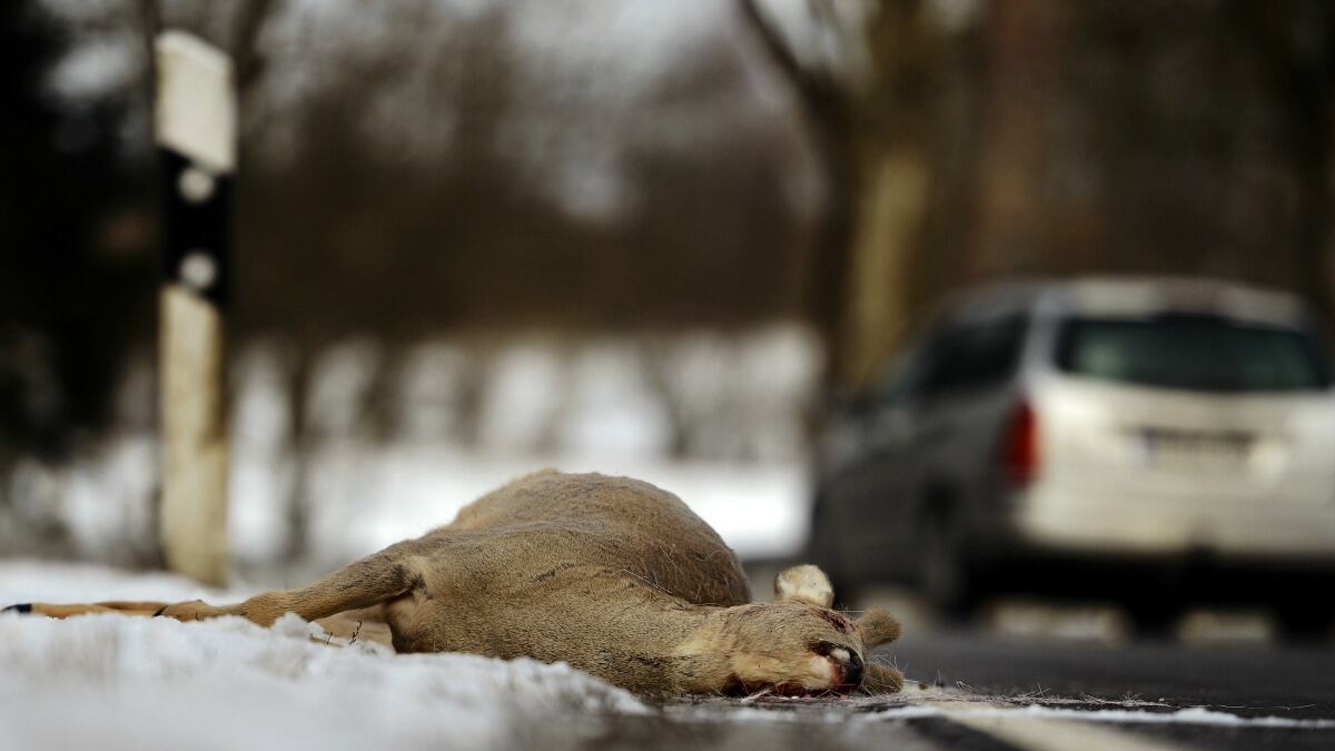 cheats/2013/03/22/montana-senate-passes-roadkill-salvage-bill/montana-roadkill-food-cheat_gu3ibf