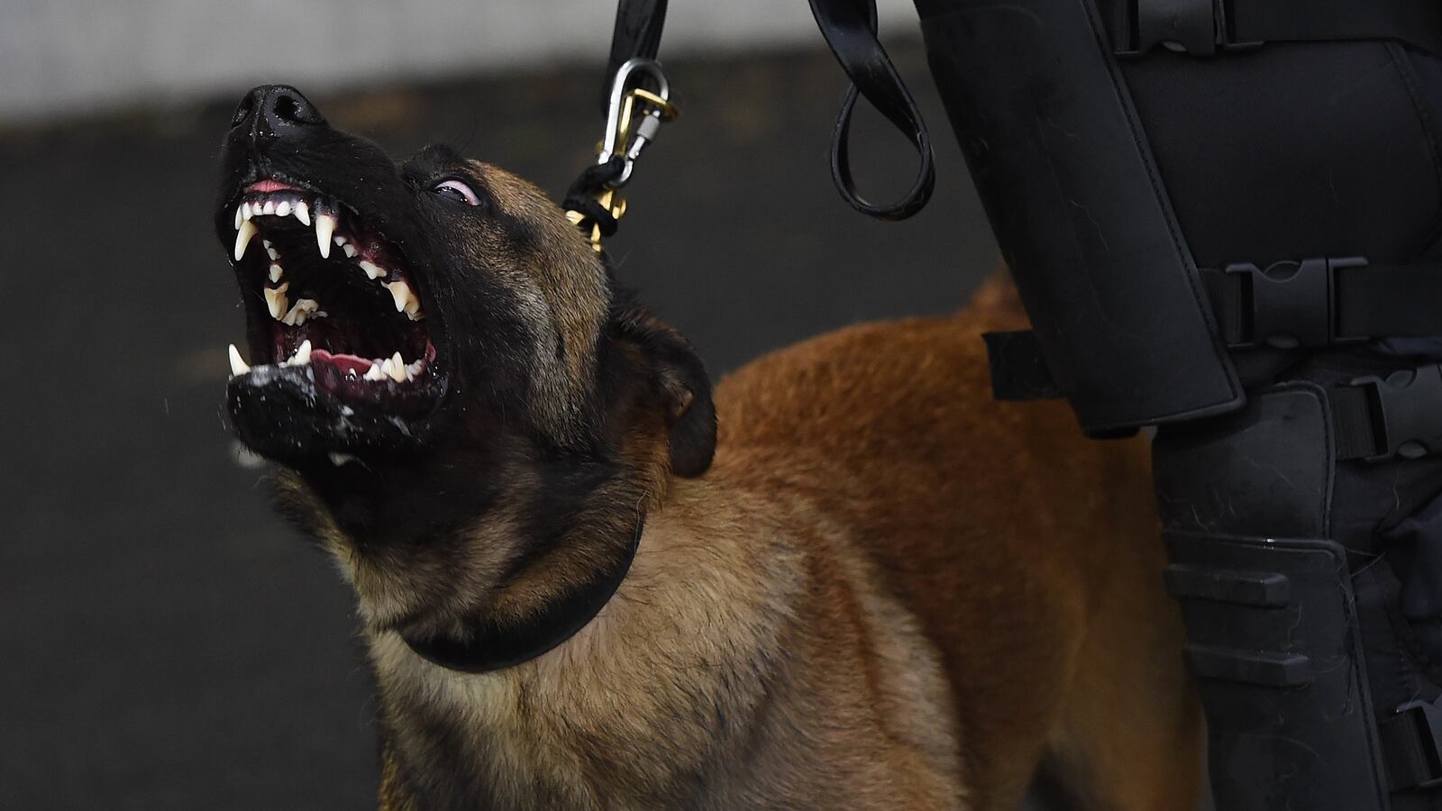 GettyImages-814542932_v1ptj9