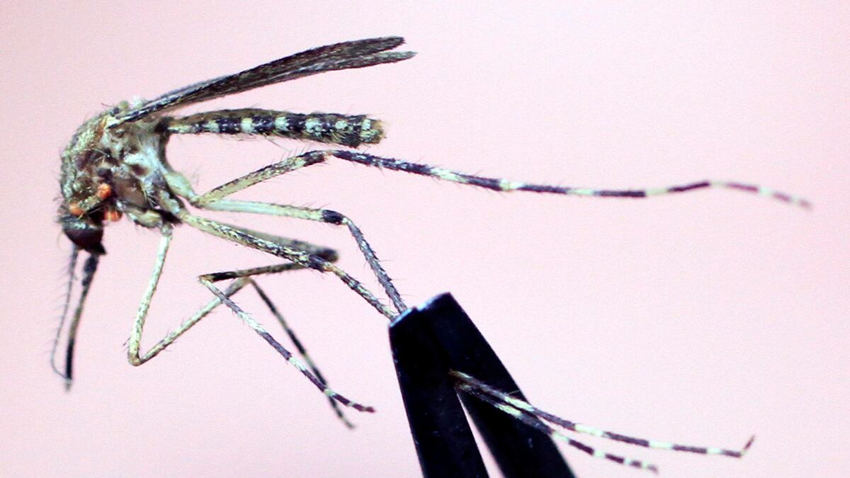 cheats/2012/08/16/dallas-to-spray-for-west-nile/west-nile-dallas-aerial-cheat_gcsqst