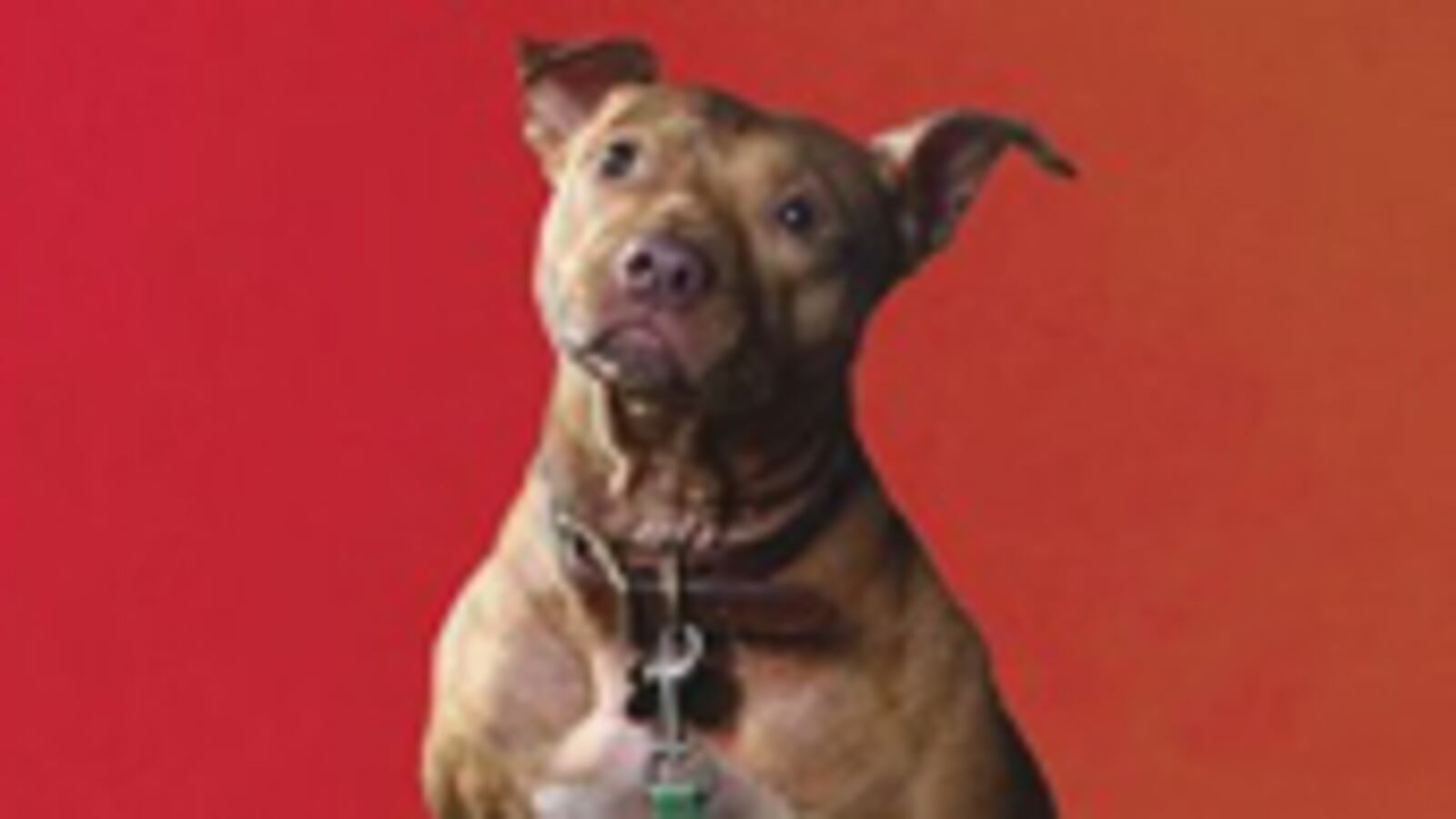 articles/2010/11/10/the-lost-dogs-and-the-dog-who-couldnt-stop-loving-review/hess-dog-books_138875_vnhaoy