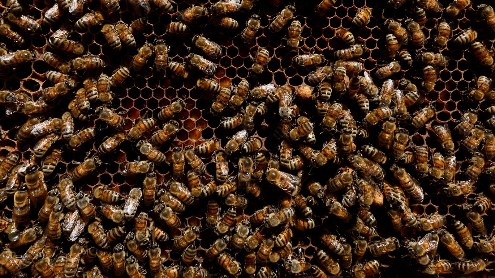 Bees gather around a honeycomb.