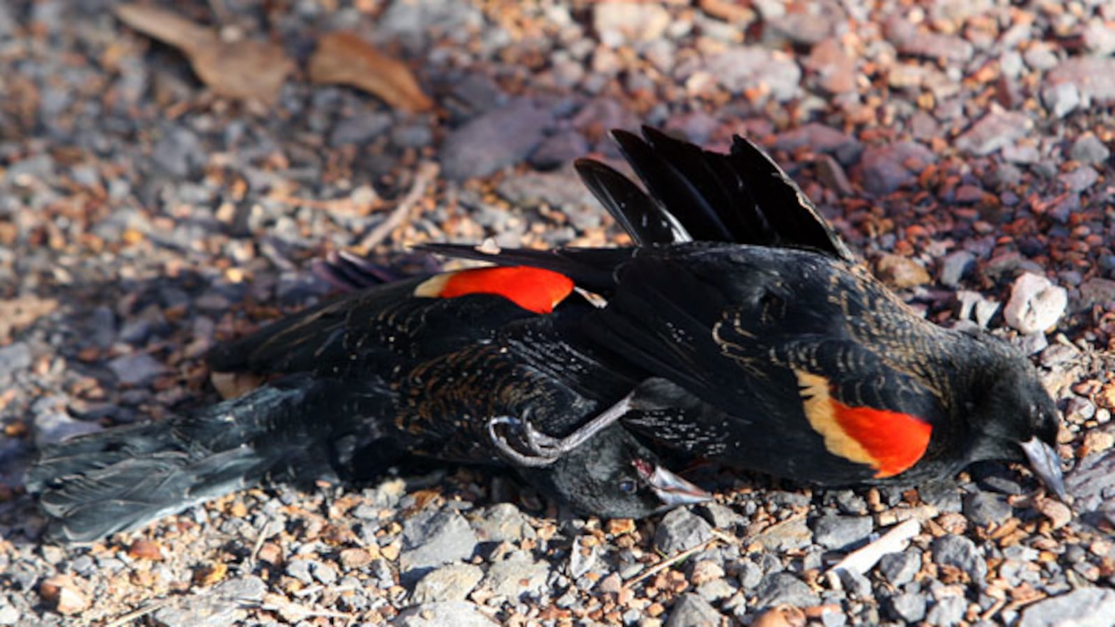 galleries/2011/01/03/animal-mysteries/animal-mysteries---blackbirds_lawqwn