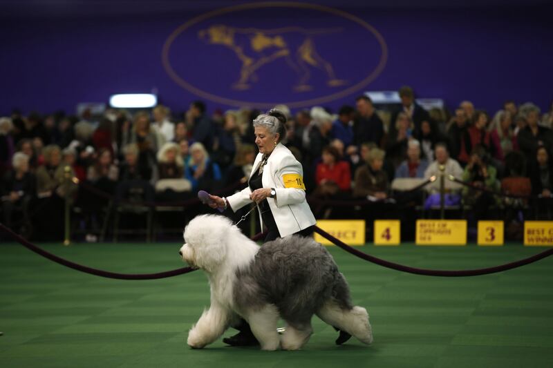 galleries/2015/02/18/westminster-kennel-clubs-annual-dog-show-photos/150217-dog-show-08_xpexpj