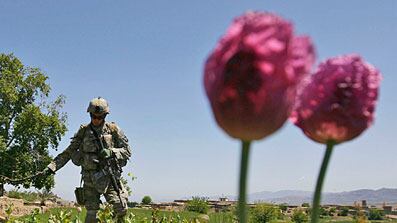 cheats/2008/10/30/the-talibans-heroin-cartel/opium_vdt407