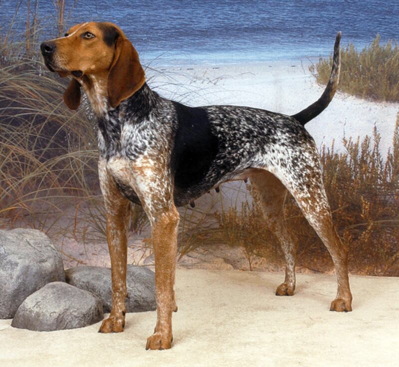 galleries/2012/02/11/new-breeds-to-watch-at-westminster-photos/new-breeds-at-westminster-american-english-coonhound_oo2dve