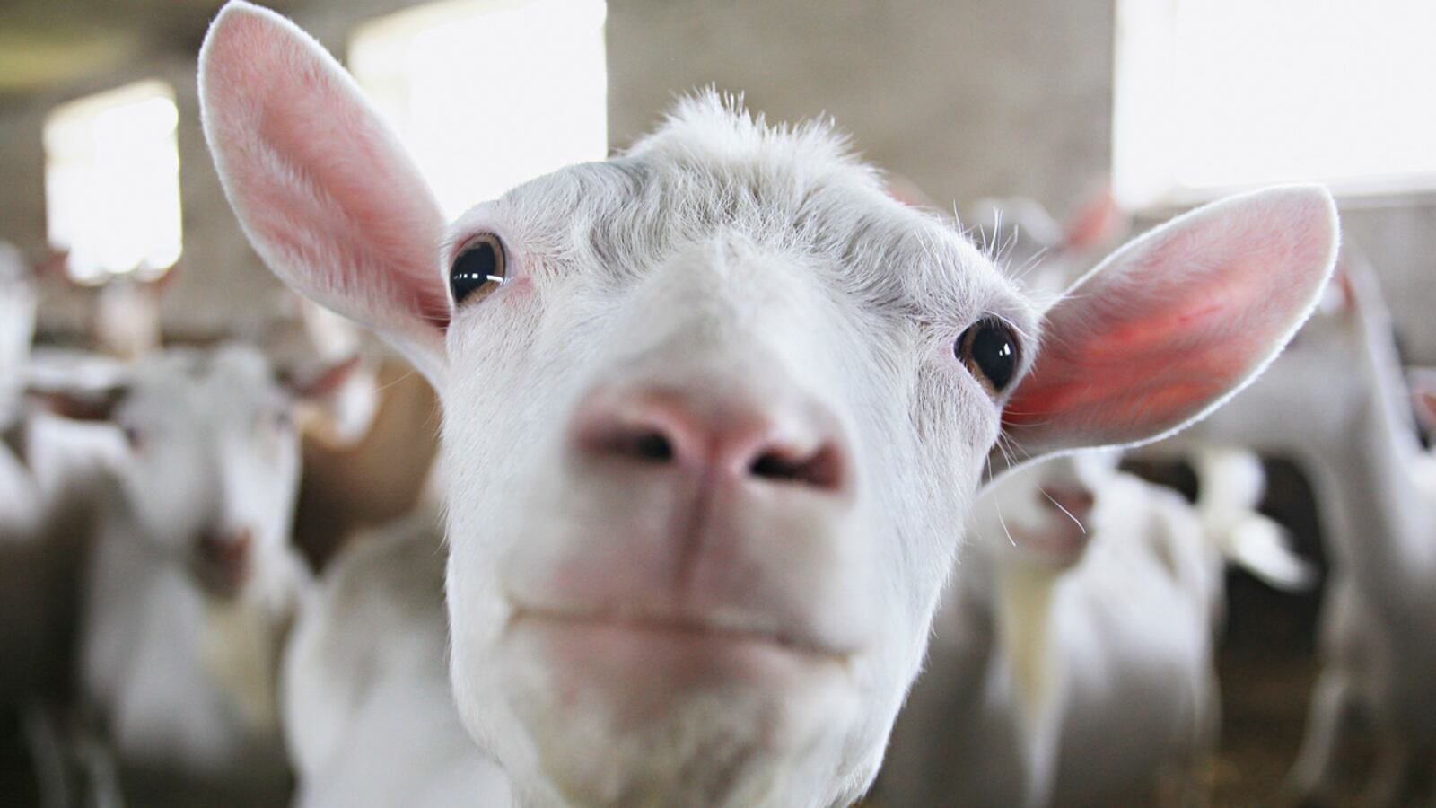 cheats/2013/04/07/state-laws-hide-farm-cruelty/goat-facts-mayor_cdguva