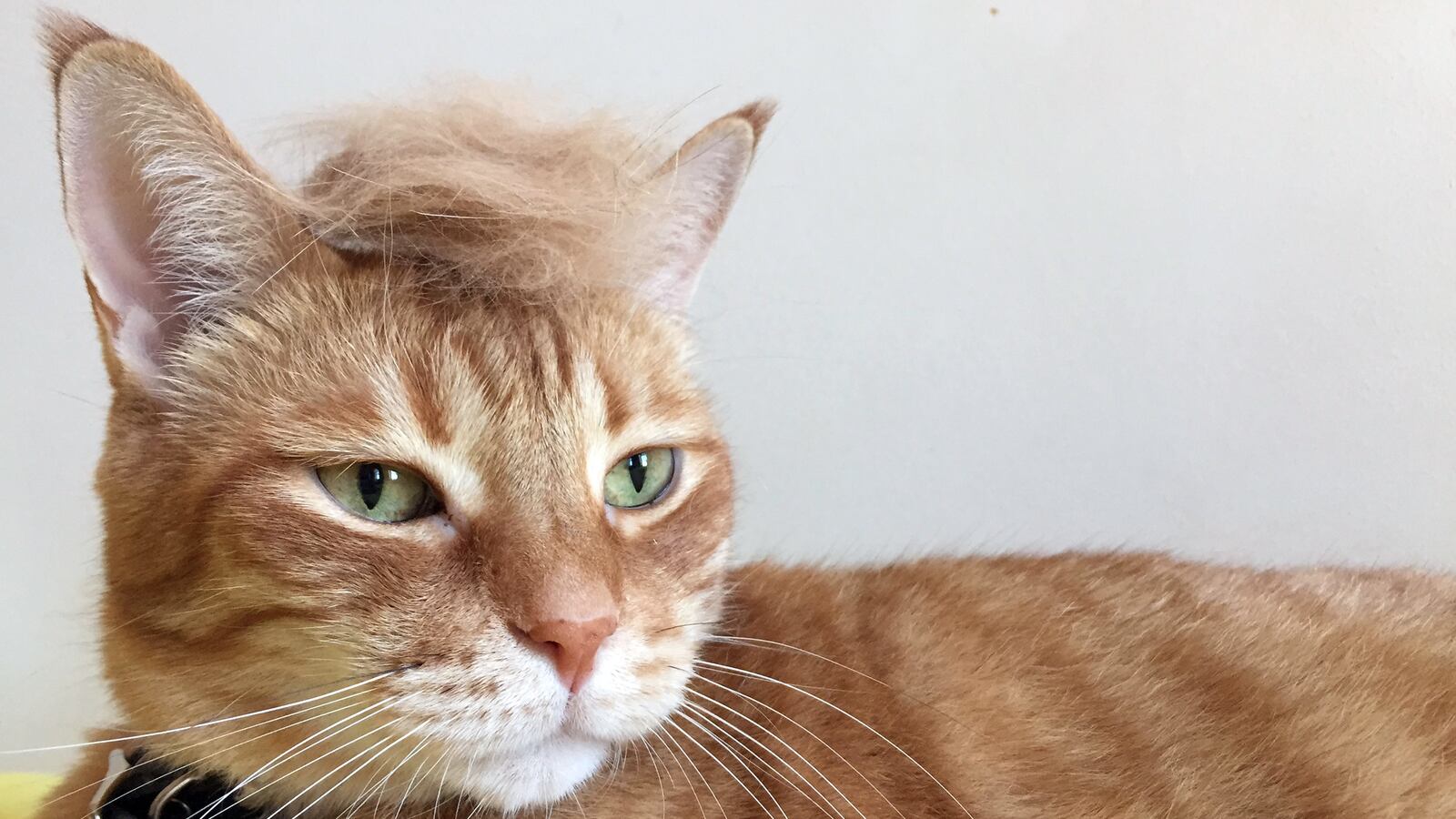articles/2017/04/25/the-daily-beast-featured-in-whitney-biennial-book/170425-trumpyourcat-tease_wrfiz3