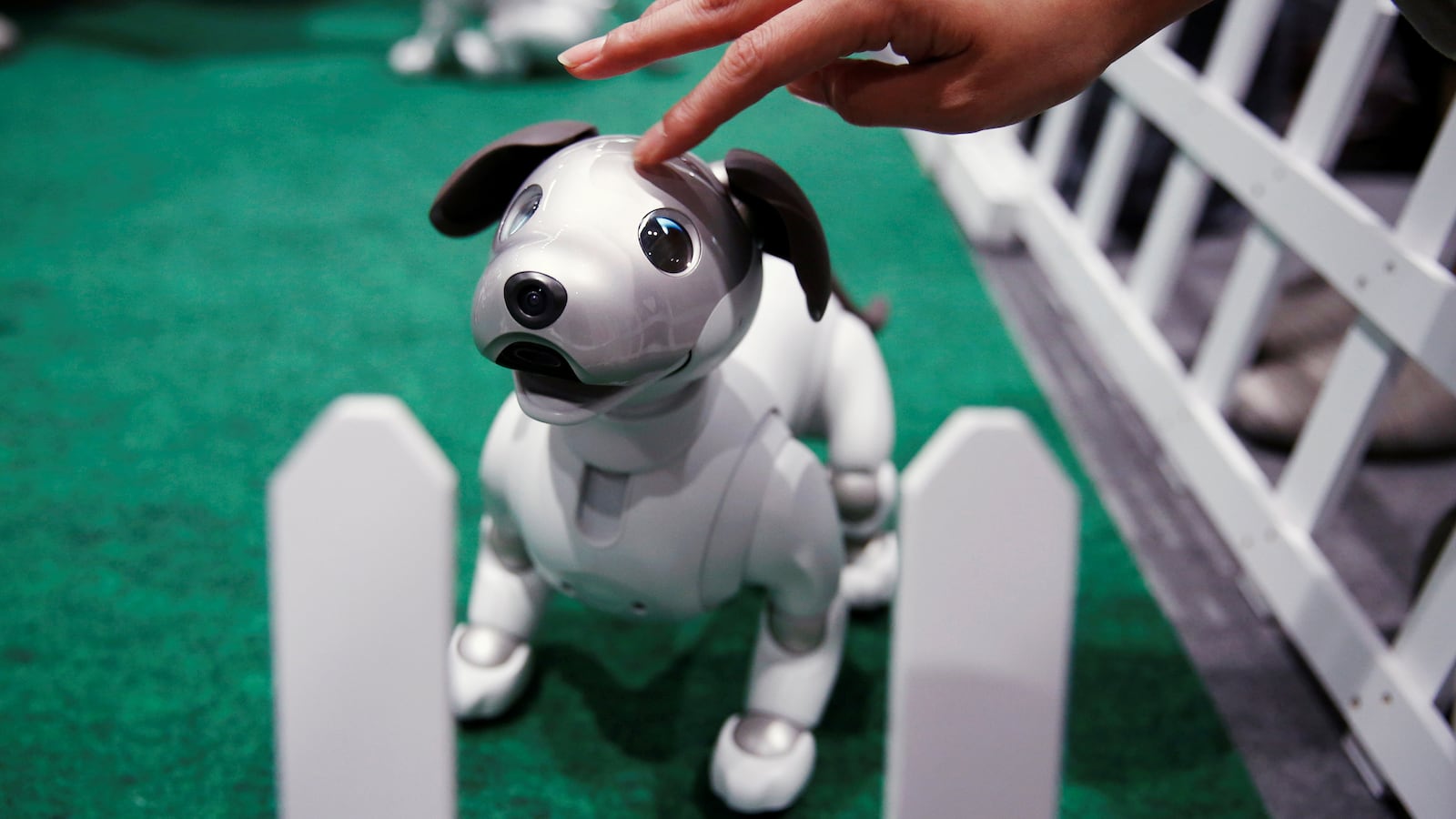 photo of aibo robot dog at sony corp's entertainment robot fan meeting in tokyo japan robopet robocat seal paro dog cat pet loneliness