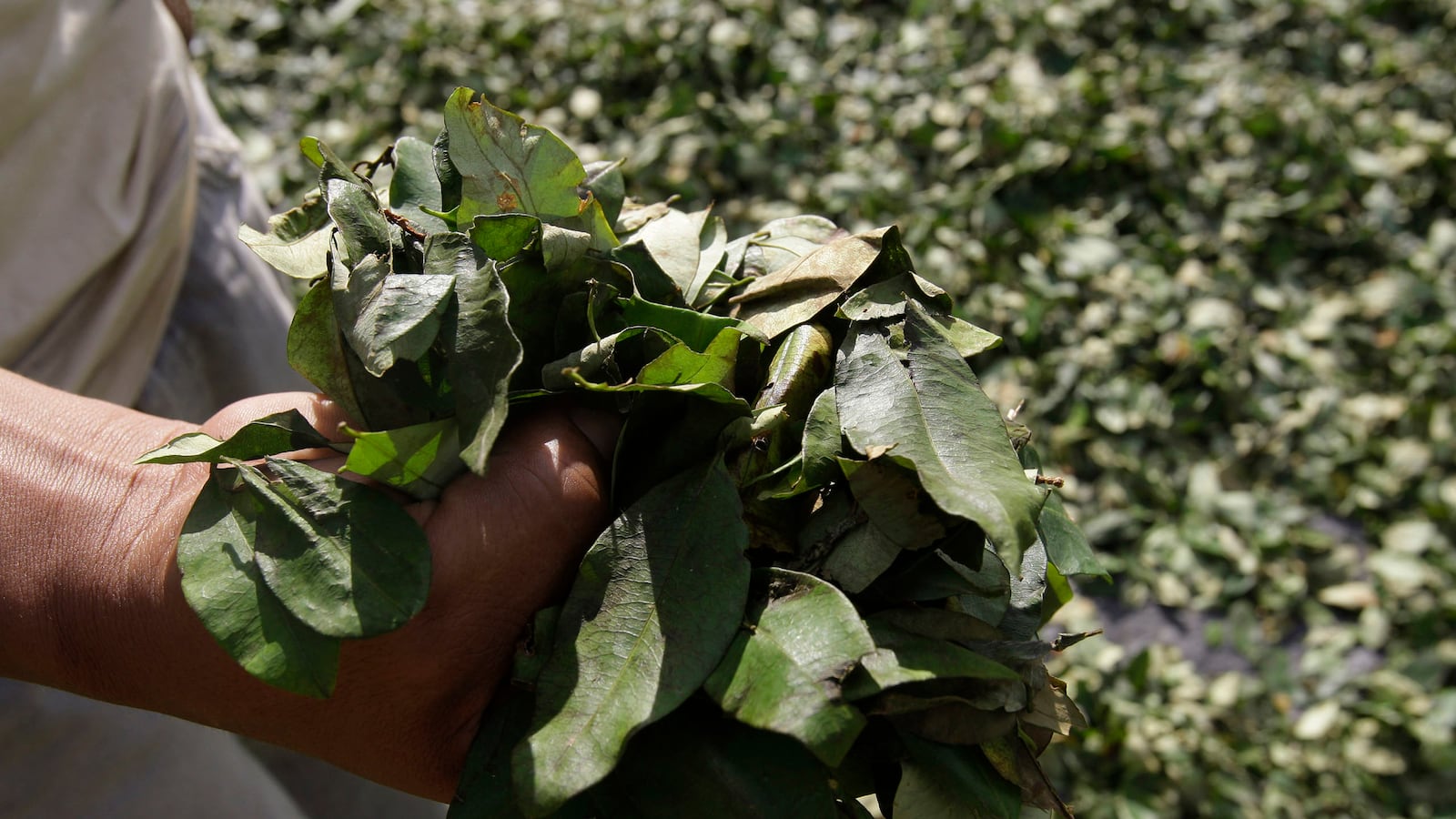 articles/2013/07/31/haunted-by-the-coca-leaf-in-the-sound-of-things-falling/130730-straight-coca-tease_grzpum