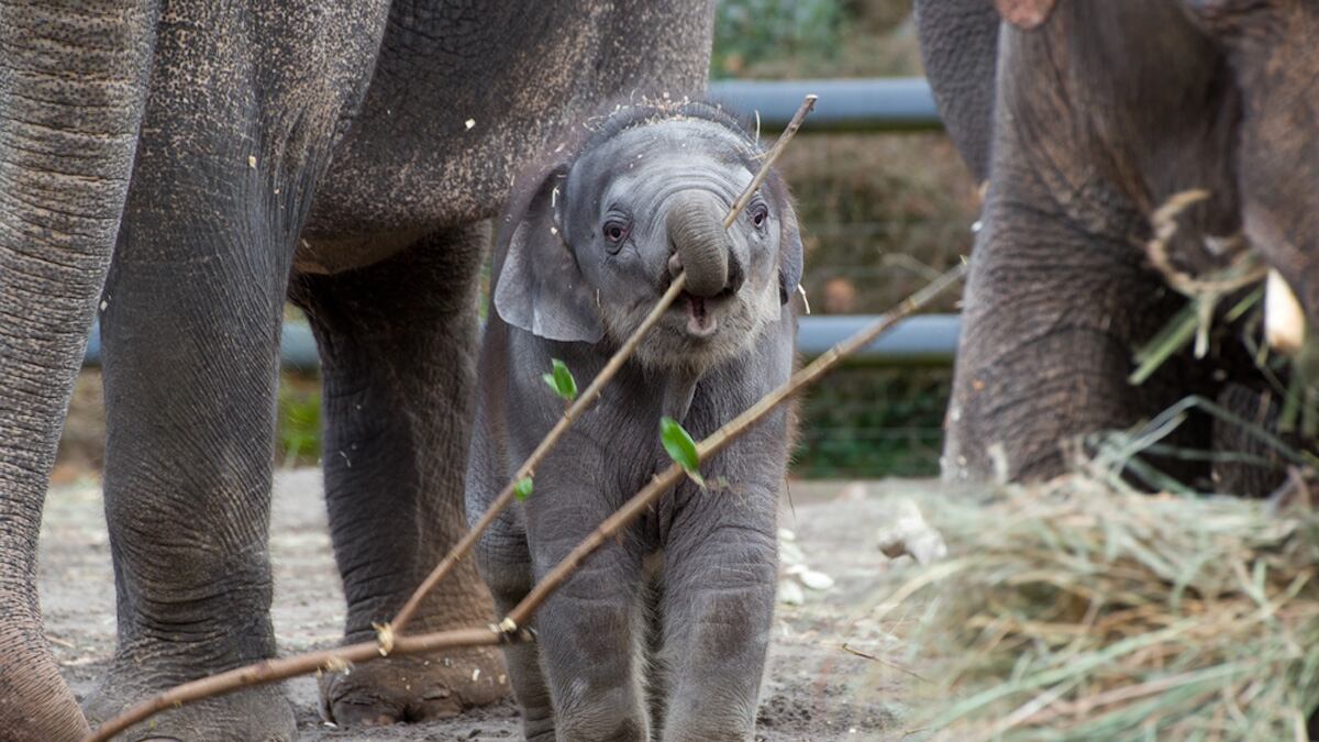 articles/2013/02/12/elephant-calf-lily-rescued-by-oregon-zoo/130211-Winston-Baby-Elephant-Lily-tease_bckhma
