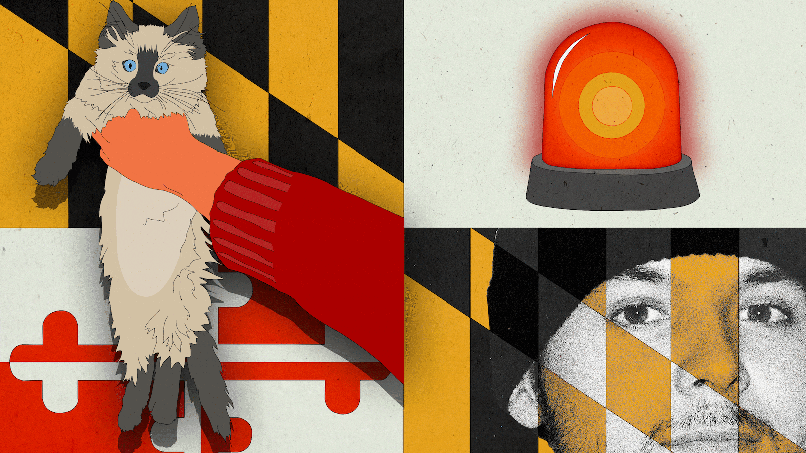 210309-sommer-maryland-cat-hostage-hero_umaqz3