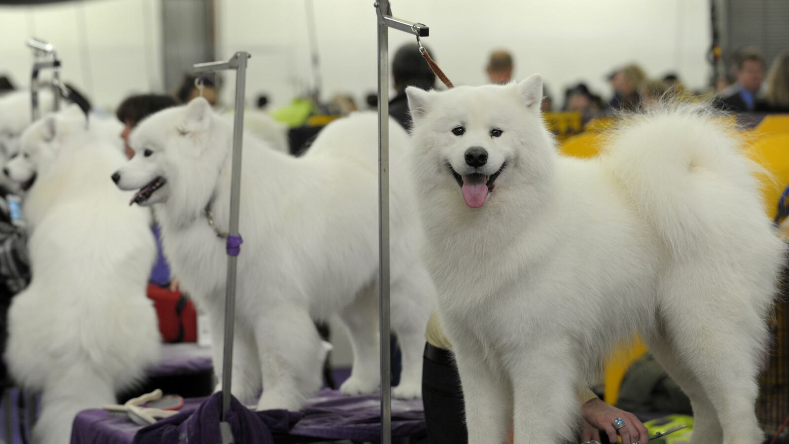 cheats/2013/02/28/westminster-dog-s-death-a-mystery/130228-dog-death-westminster-cheat_dgacxi