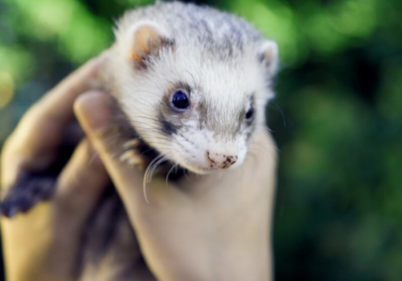 galleries/2010/11/09/which-pets-live-the-longest/pets---ferret_hb5itg