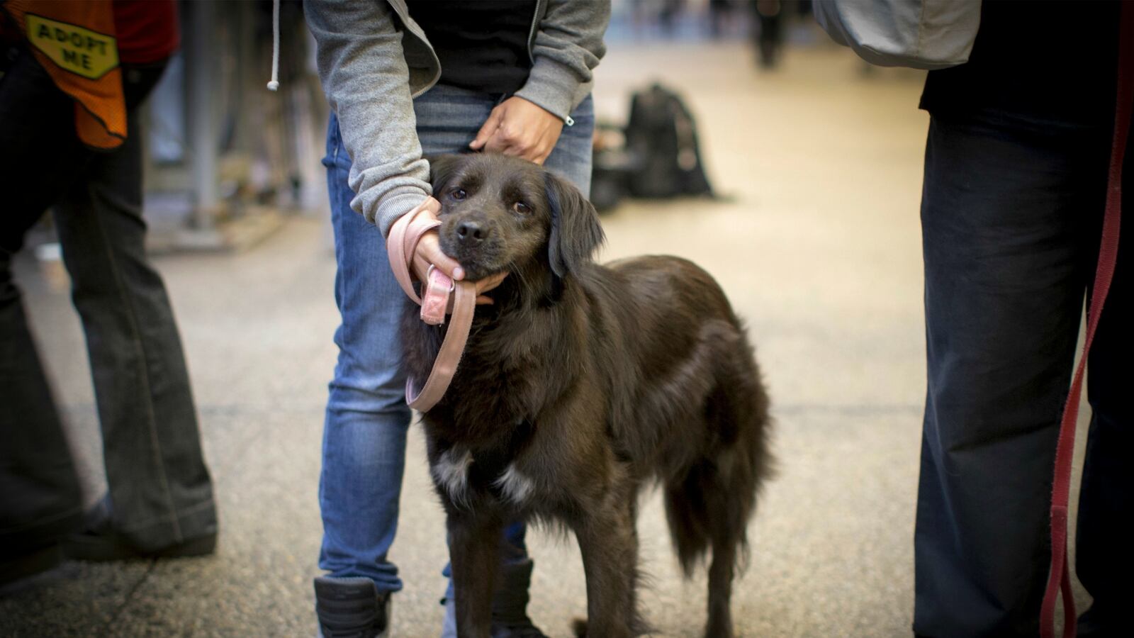 cheats/2016/01/20/euthanasia-down-after-ny-shelter-reform/160120-dog-adoption-cheat_t8s3vw