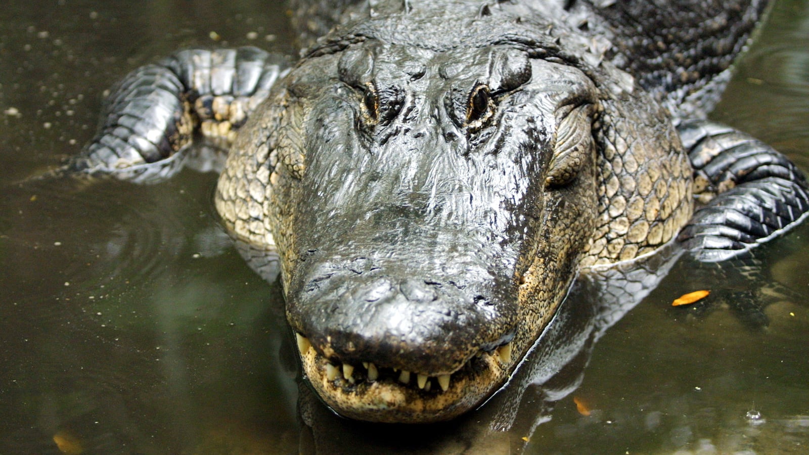 An alligator peeks its head out of the water.