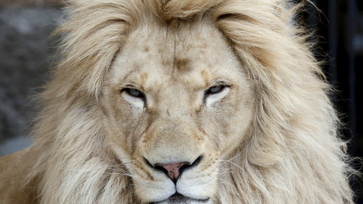 cheats/2015/06/01/lion-kills-american-in-s-africa/150601-lion-attack_yr3gva