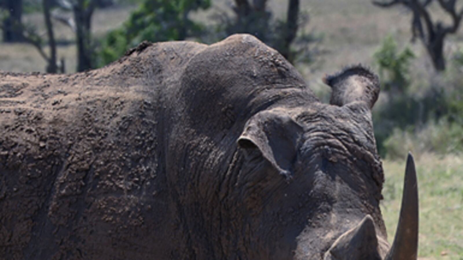 articles/2012/02/27/william-appalled-by-slaughter-of-friend-s-rhino/rhino-royalist-blog_mjyoon