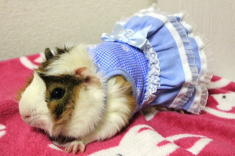 galleries/2013/05/12/japanese-guinea-pig-clothing-line/130512-gp-2_c8o6l6