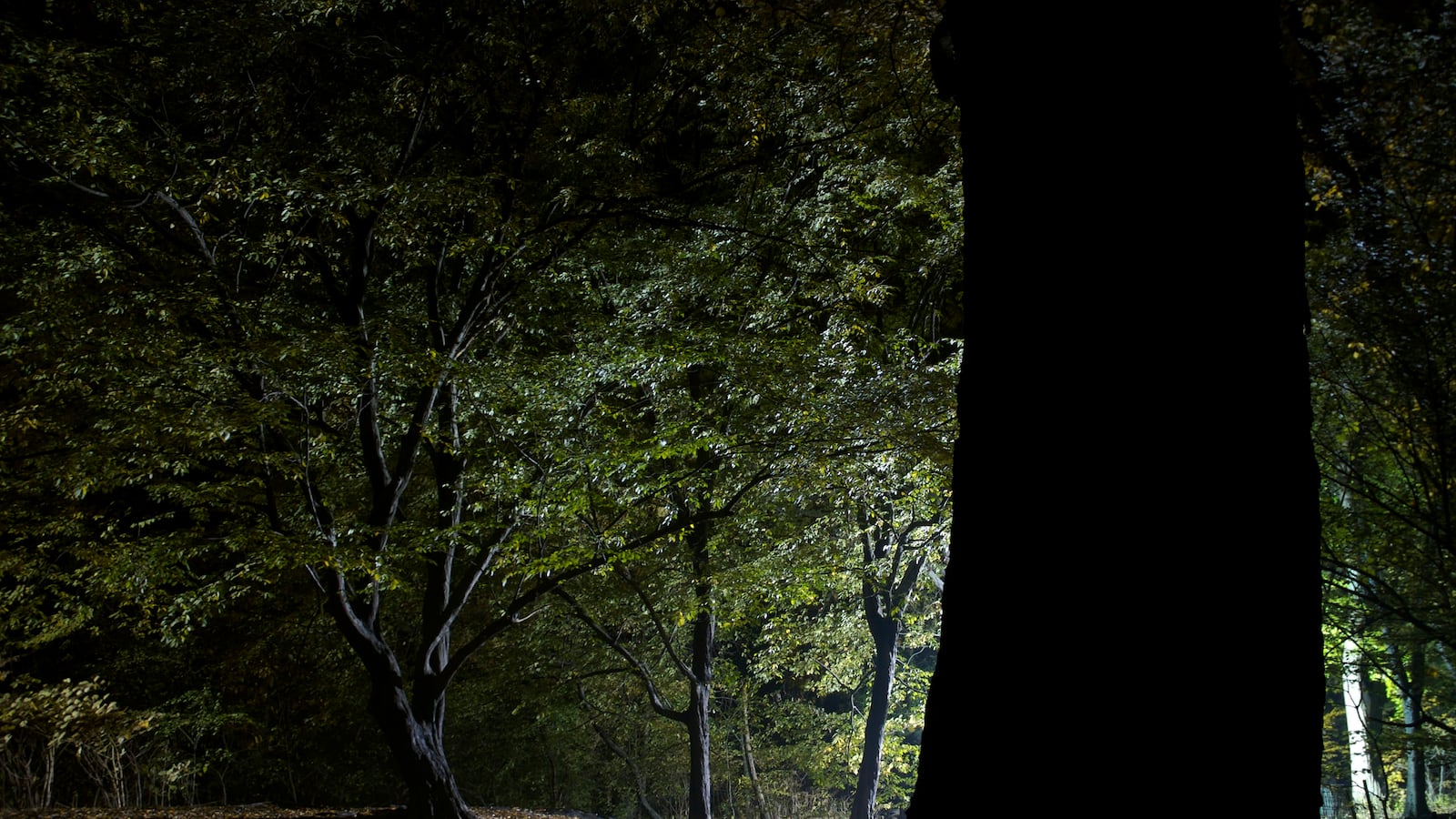 articles/2013/08/01/the-dark-secrets-of-central-park/130801-central-park-fairstein-tease_av1q5j