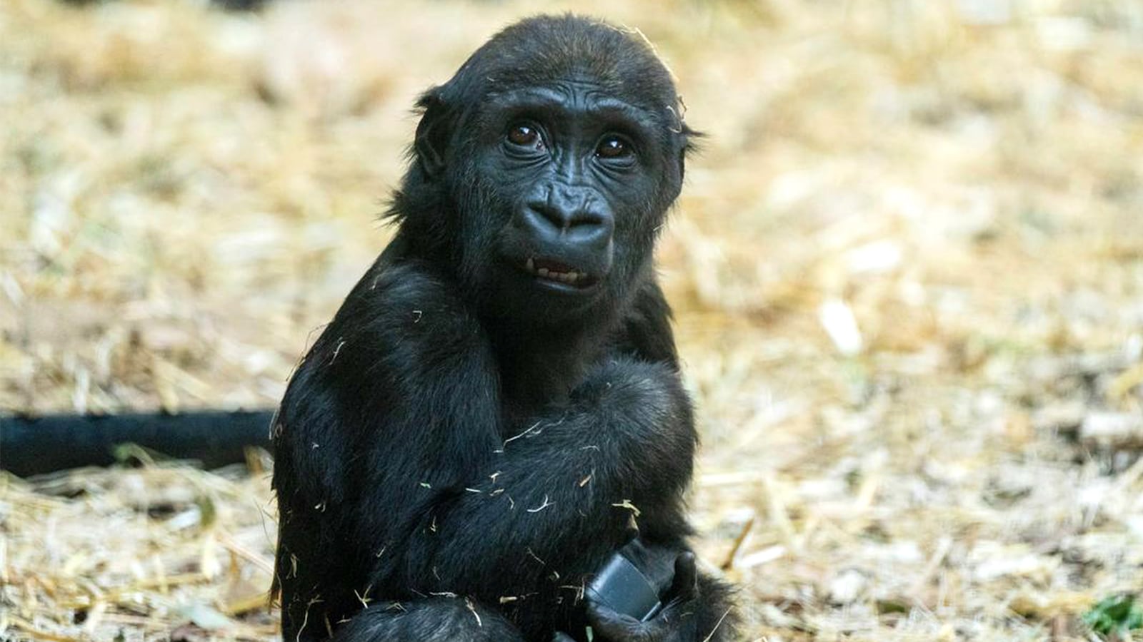 Eyare, a 2-year-old female western lowland gorilla, died at the Calgary Zoo.