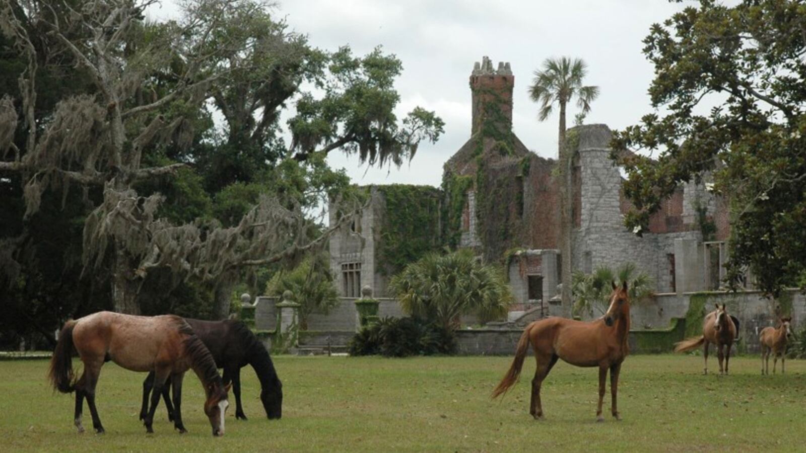 The earliest historic account of horses on Cumberland Island was in 1742.