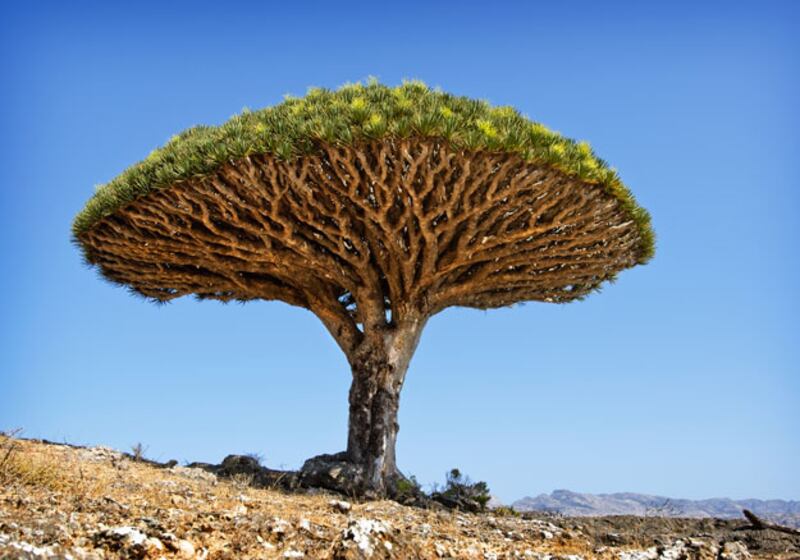 galleries/2010/03/18/life/life---12_iv1wd1