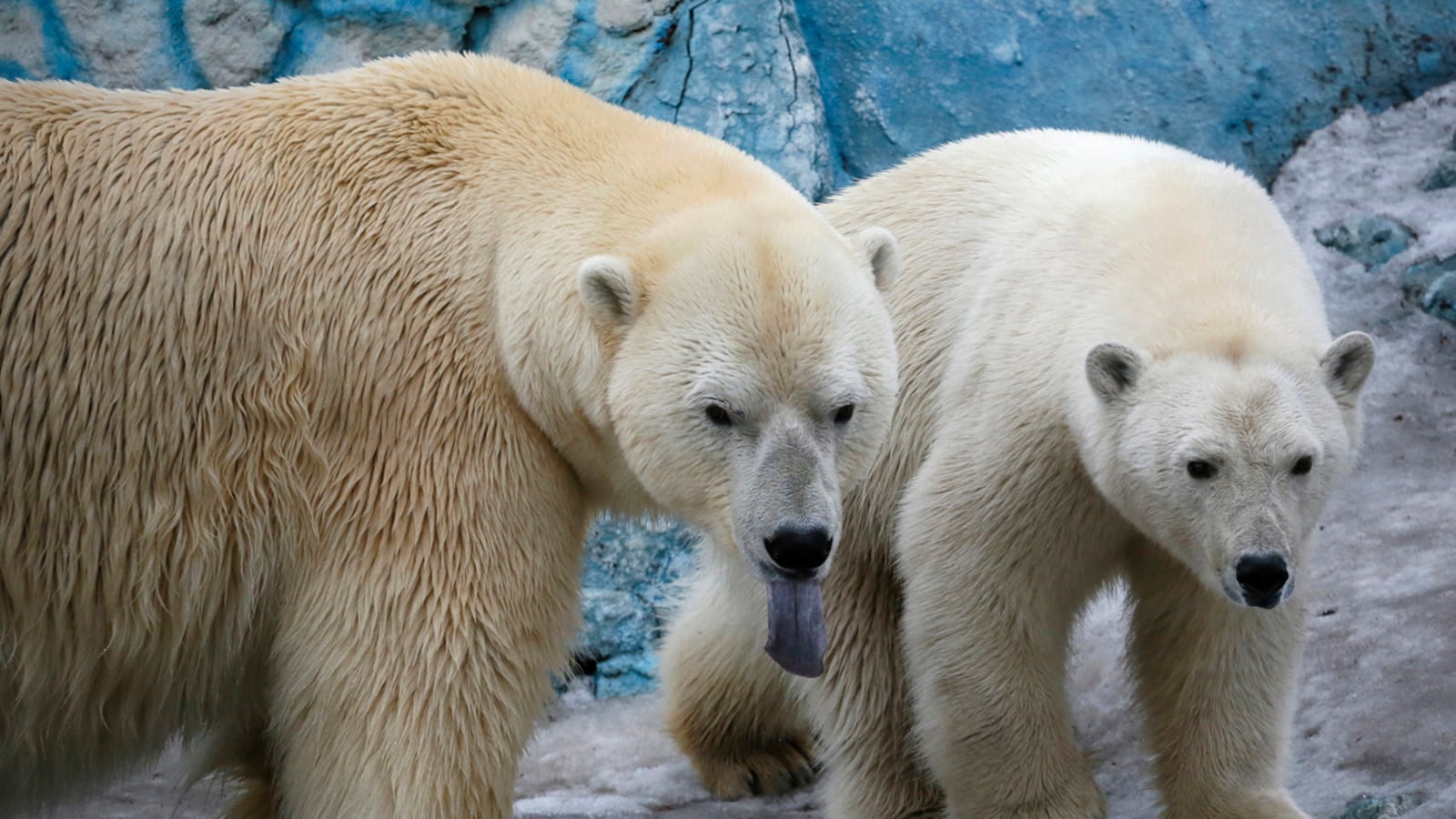 cheats/2016/09/14/russians-rescued-after-polar-bear-siege/160914-russia-polar-bears-cheat_ui6yd5