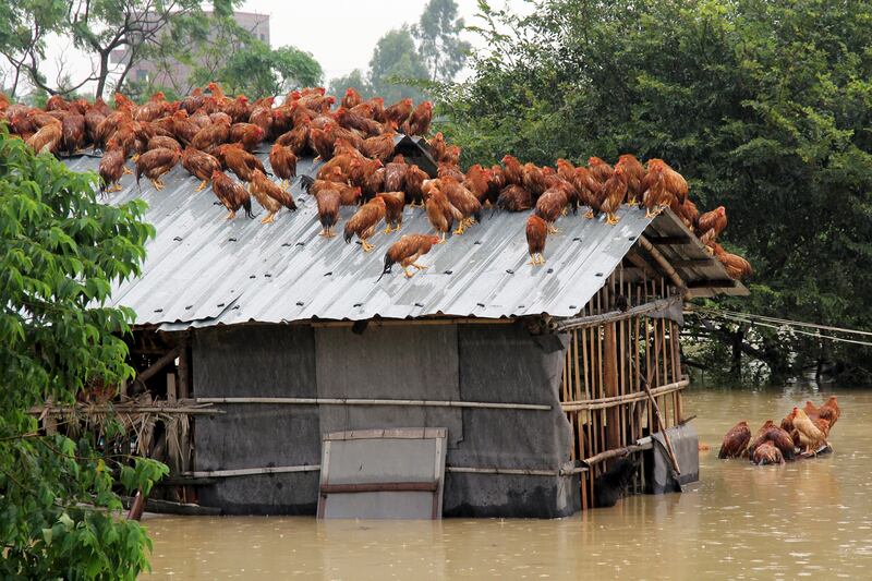 galleries/2013/12/26/the-best-beasts-of-2013-photos/beast-beast-roof-roosters_kcovus