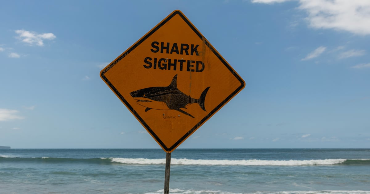 Shark Attack Survivor, 66, Reveals How He Fought Off Predator