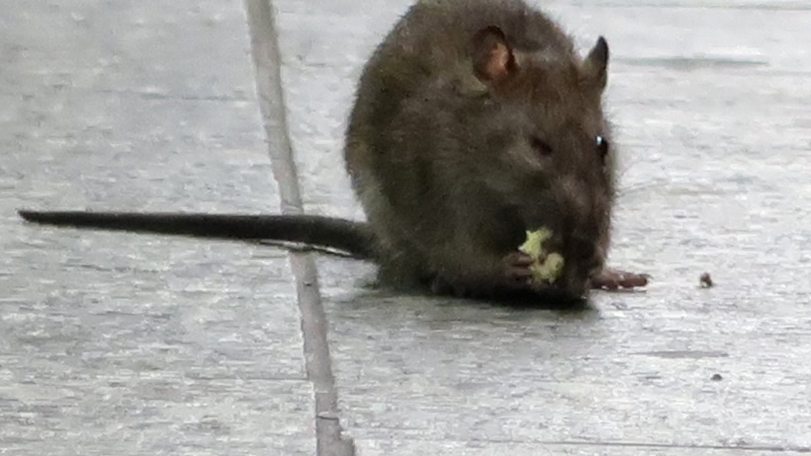 A rat eats on the platform at the Herald Square subway station in New York City.
