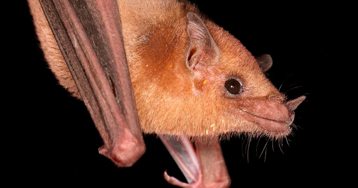 American Girl, 6, Bitten by Rabid Bat