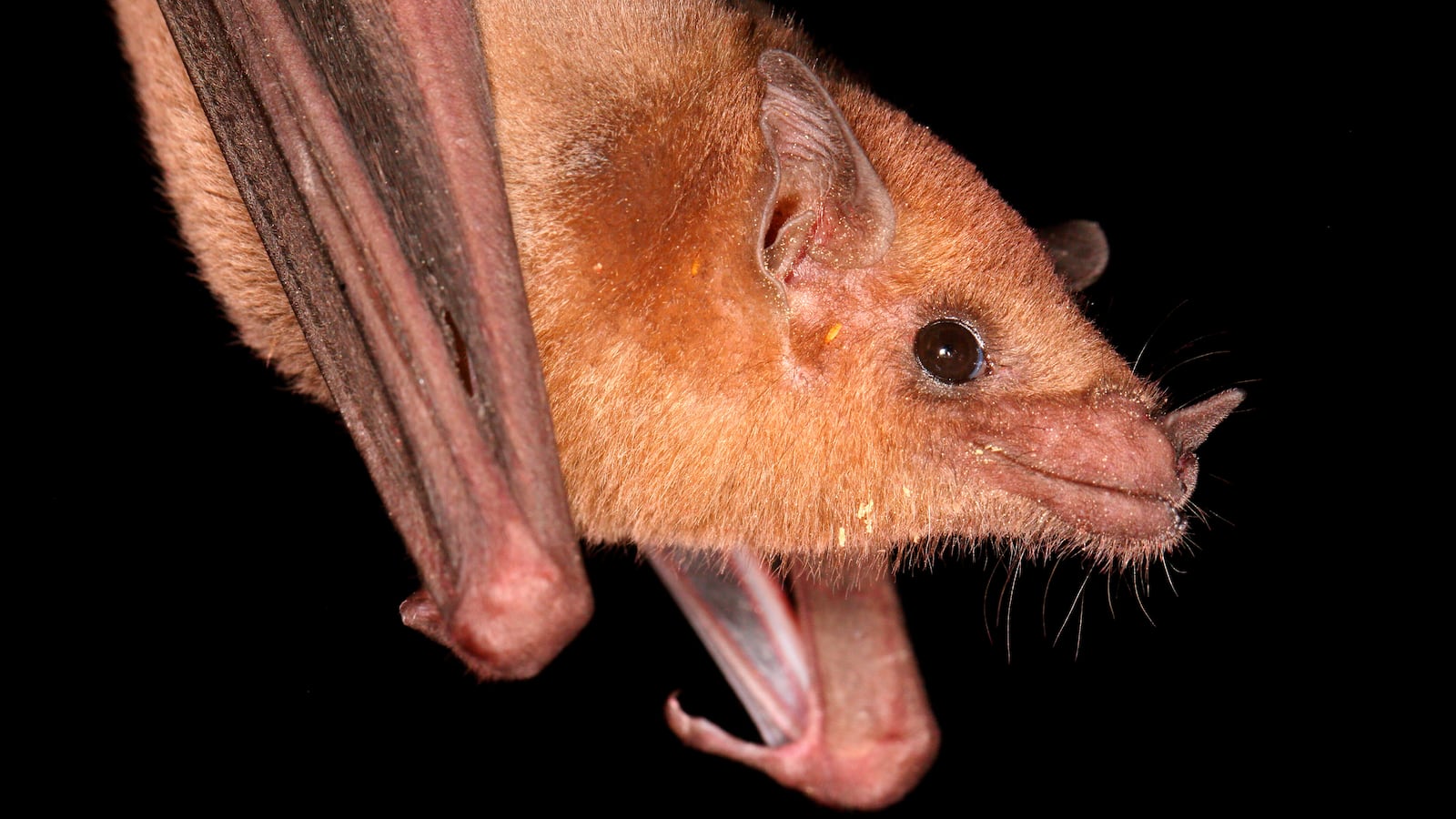 Close-up stock image of a bat