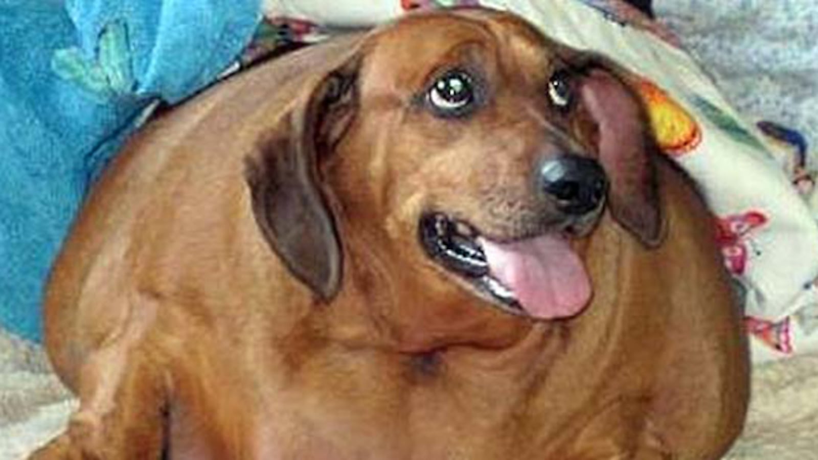 articles/2012/11/04/dog-fight-over-obie-the-dieting-dachshund/fat-dog-obie-ross_sbjywc