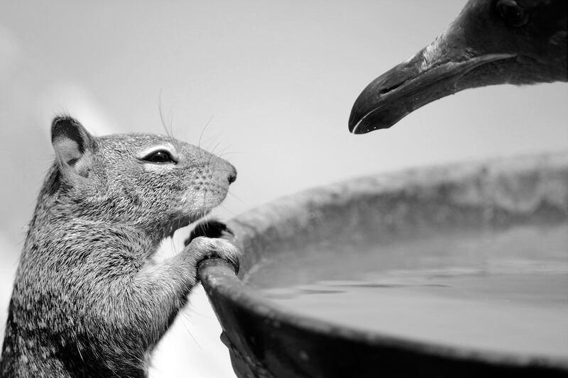 galleries/2015/10/14/wildlife-photographer-of-the-year-2015/151013-wildlife-photography3_lqpdhg