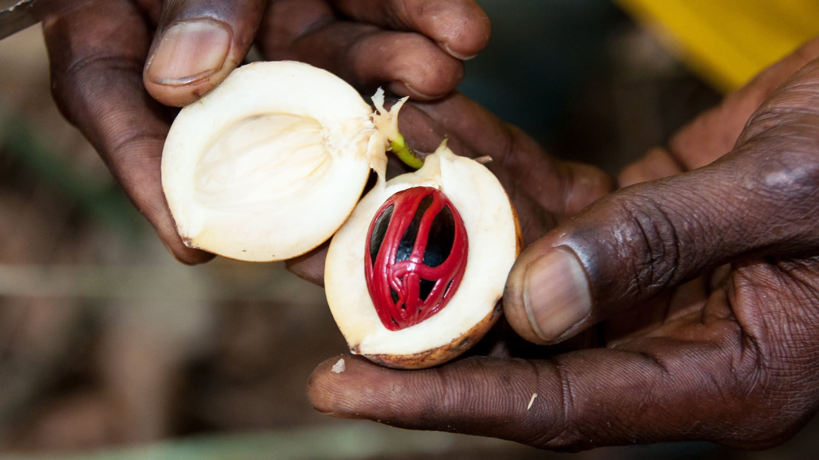 220104-Rothbaum-Nutmeg-Drinks-tease_ghw8gn