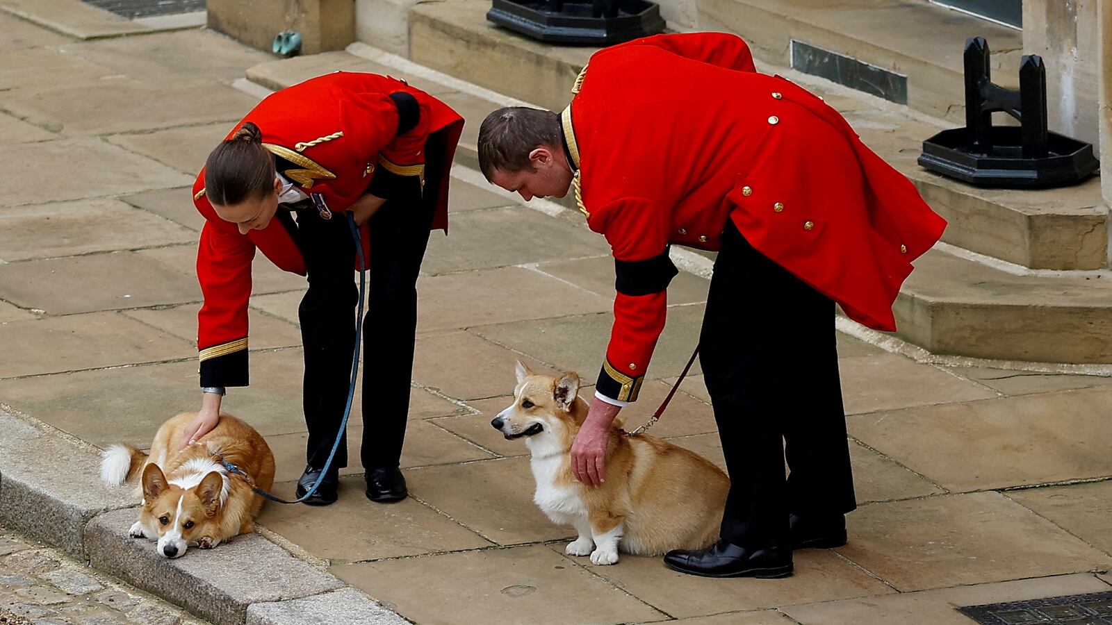 Queen Elizabeth’s corgis.