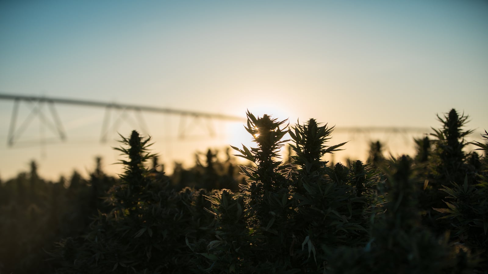 TDB_CharlottesWeb_Hemp101_mqo4bi