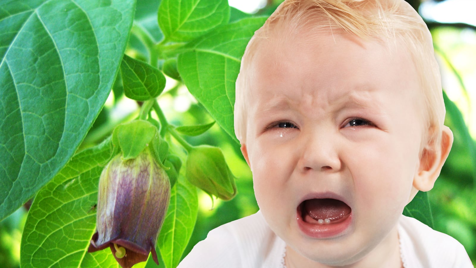 articles/2017/02/24/why-is-this-company-putting-a-toxin-in-baby-teething-rings/170223-Vox-homeopathic-drug-tease_lips1b